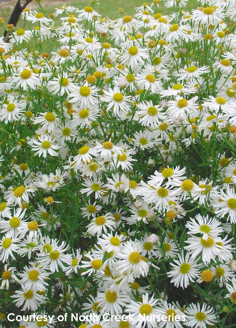 Boltonia Asteroides 'Snowbank' False Aster 4 Boltonia Asteroides 'Snowbank' False Aster - Image 2