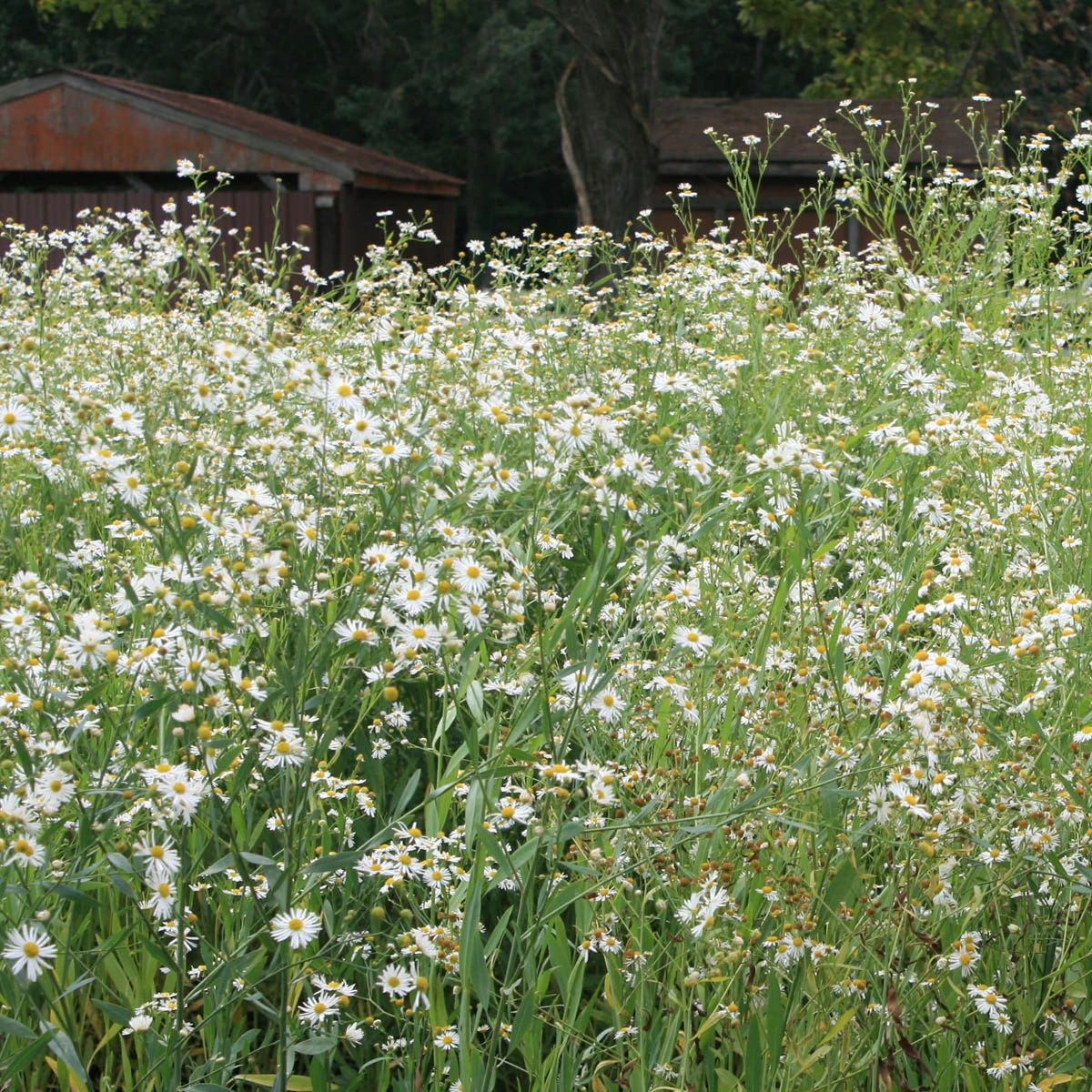 Boltonia Asteroides 'Snowbank' False Aster 5 Boltonia Asteroides 'Snowbank' False Aster - Image 3