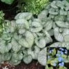 Brunnera Macrophylla 'Jack Frost' Bugloss 1 Brunnera Macrophylla 'Jack Frost' Bugloss -Rare Roots Brunnera Jack Frost Bugloss