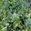 Brunnera 'Sea Heart' Bugloss 2 Brunnera 'Sea Heart' Bugloss -Rare Roots Brunnera Sea Heart