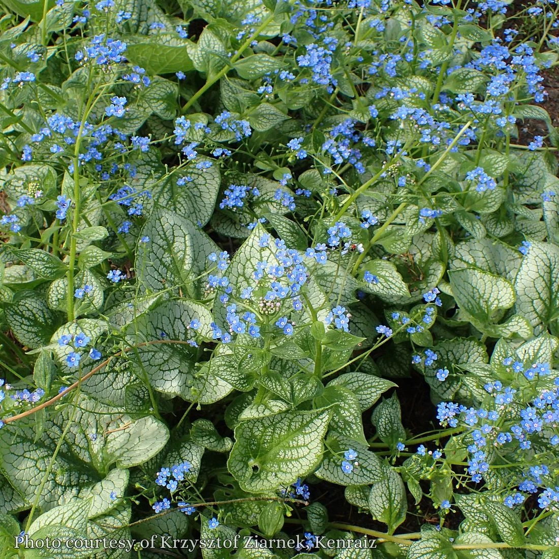 Brunnera 'Sea Heart' Bugloss 3 Brunnera 'Sea Heart' Bugloss