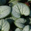 Brunnera Macrophylla 'Silver Heart' Bugloss -Rare Roots Brunnera silver heart
