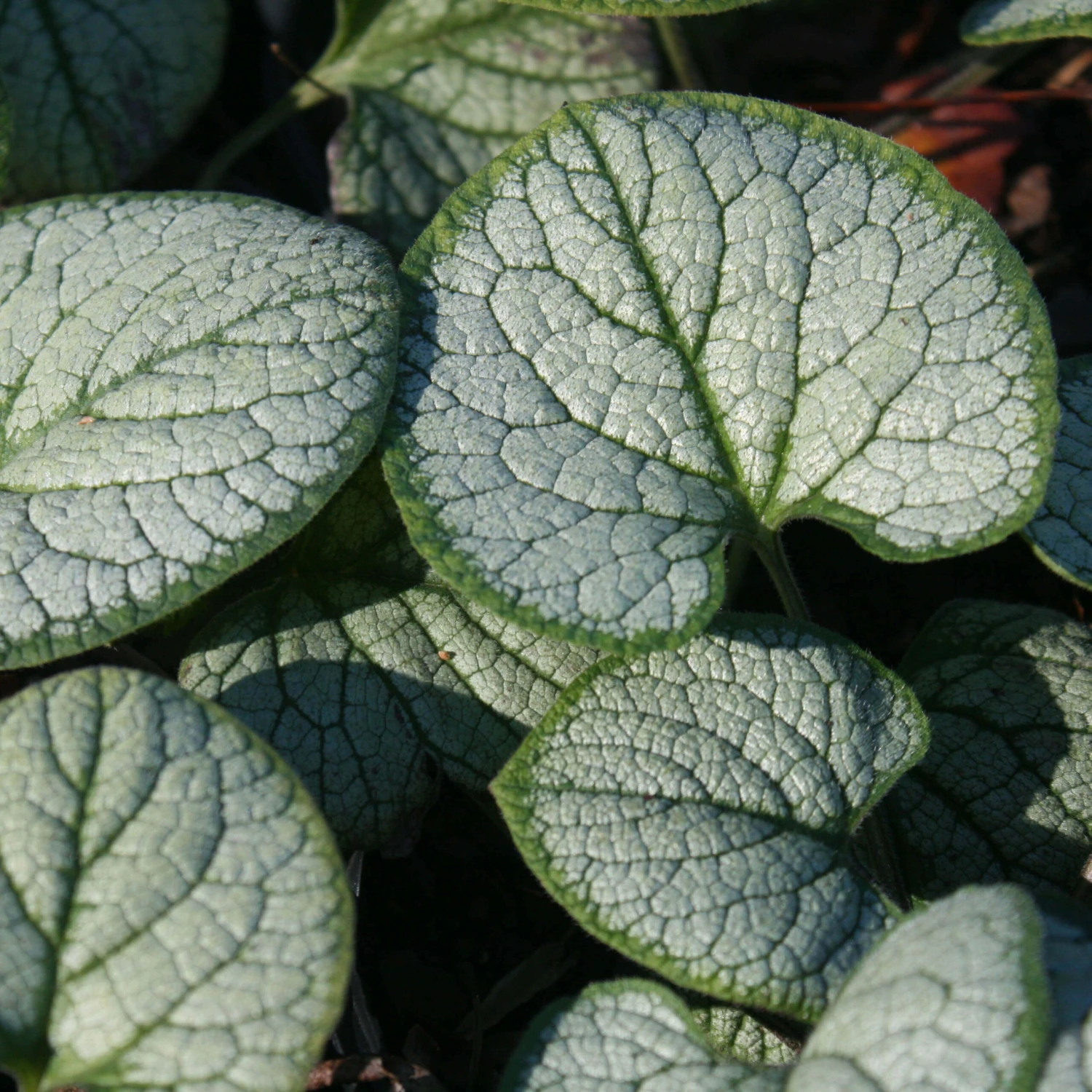 Brunnera Macrophylla 'Silver Heart' Bugloss 3 Brunnera Macrophylla 'Silver Heart' Bugloss