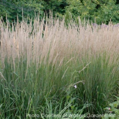 Calamagrostis Acutiflora 'Karl Foerster' Feather Reed Grass