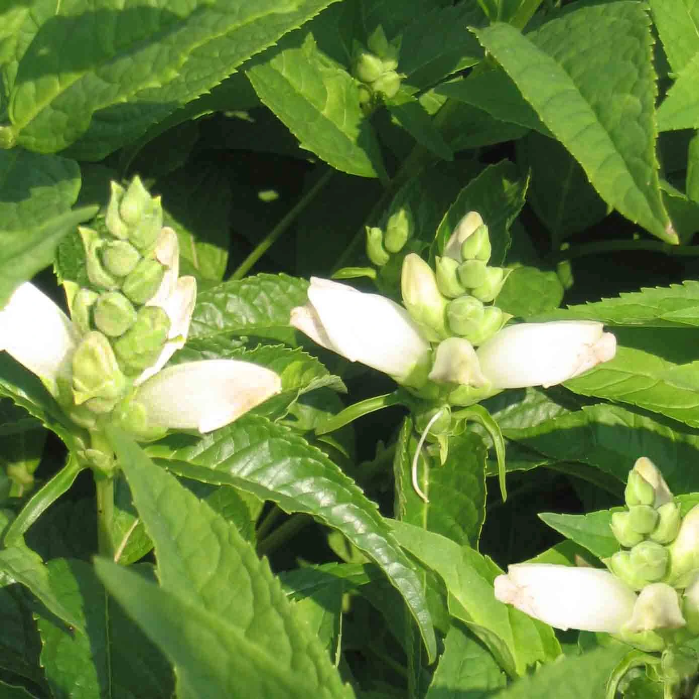 Chelone Glabra Turtlehead 3 Chelone Glabra Turtlehead