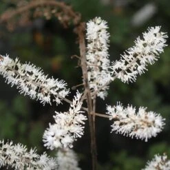 Cimicifuga (Actaea) Racemosa Black Snakeroot