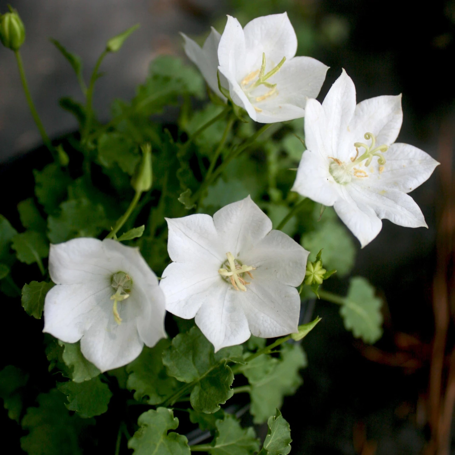 Campanula 'Rapido White' Bellflower 3 Campanula 'Rapido White' Bellflower