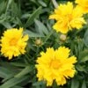 Coreopsis 'Presto' Tickseed 2 Coreopsis 'Presto' Tickseed -Rare Roots CRP Presto EZ