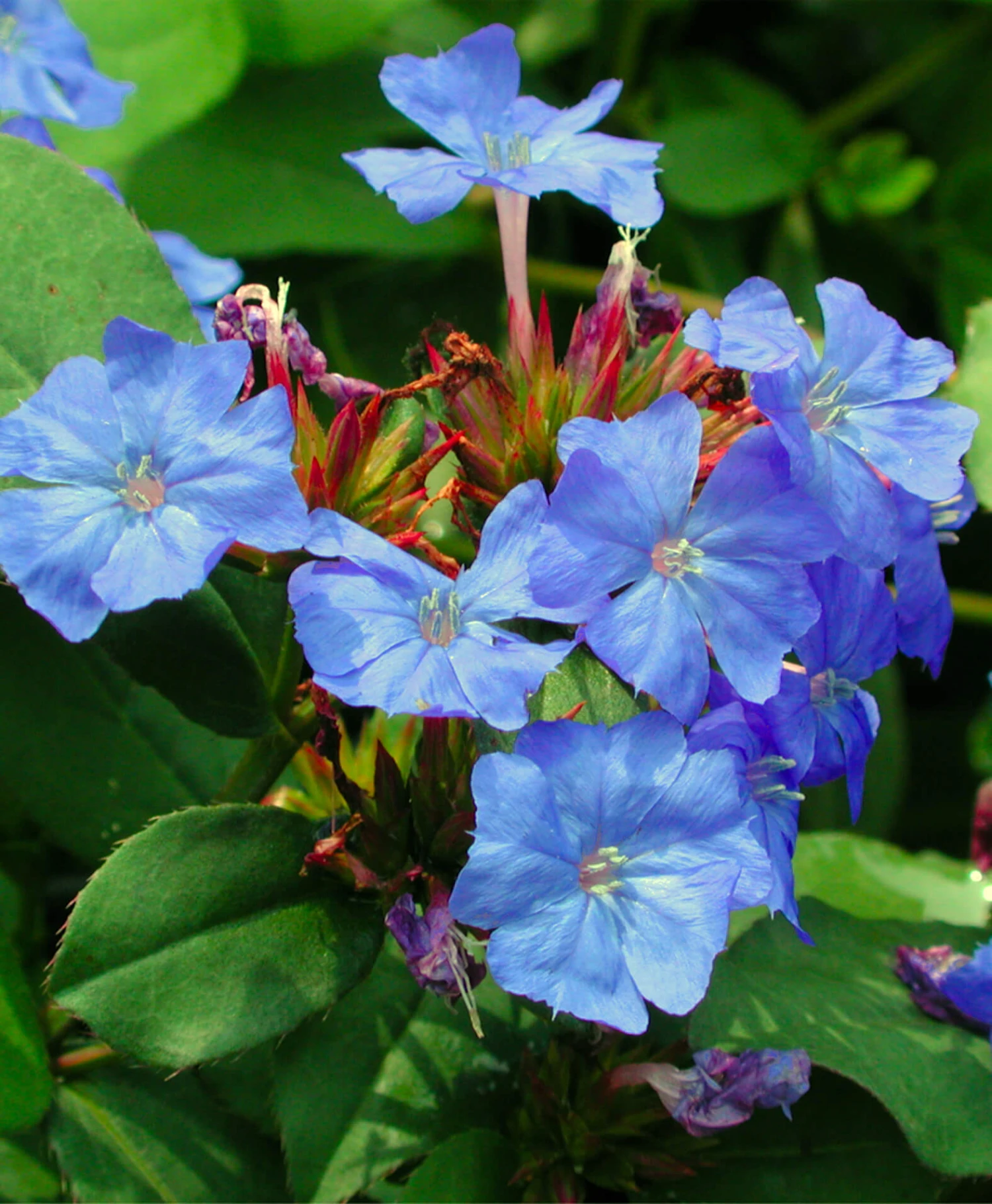 Ceratostigma Plumbaginoides Plumbago 4 Ceratostigma Plumbaginoides Plumbago - Image 2