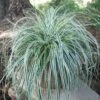 Carex 'Everest' Japanese Sedge 1 Carex 'Everest' Japanese Sedge -Rare Roots CRX Everest2 EZ