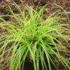 Carex 'Everillo' Japanese Sedge -Rare Roots CRX Everillo2 EZ