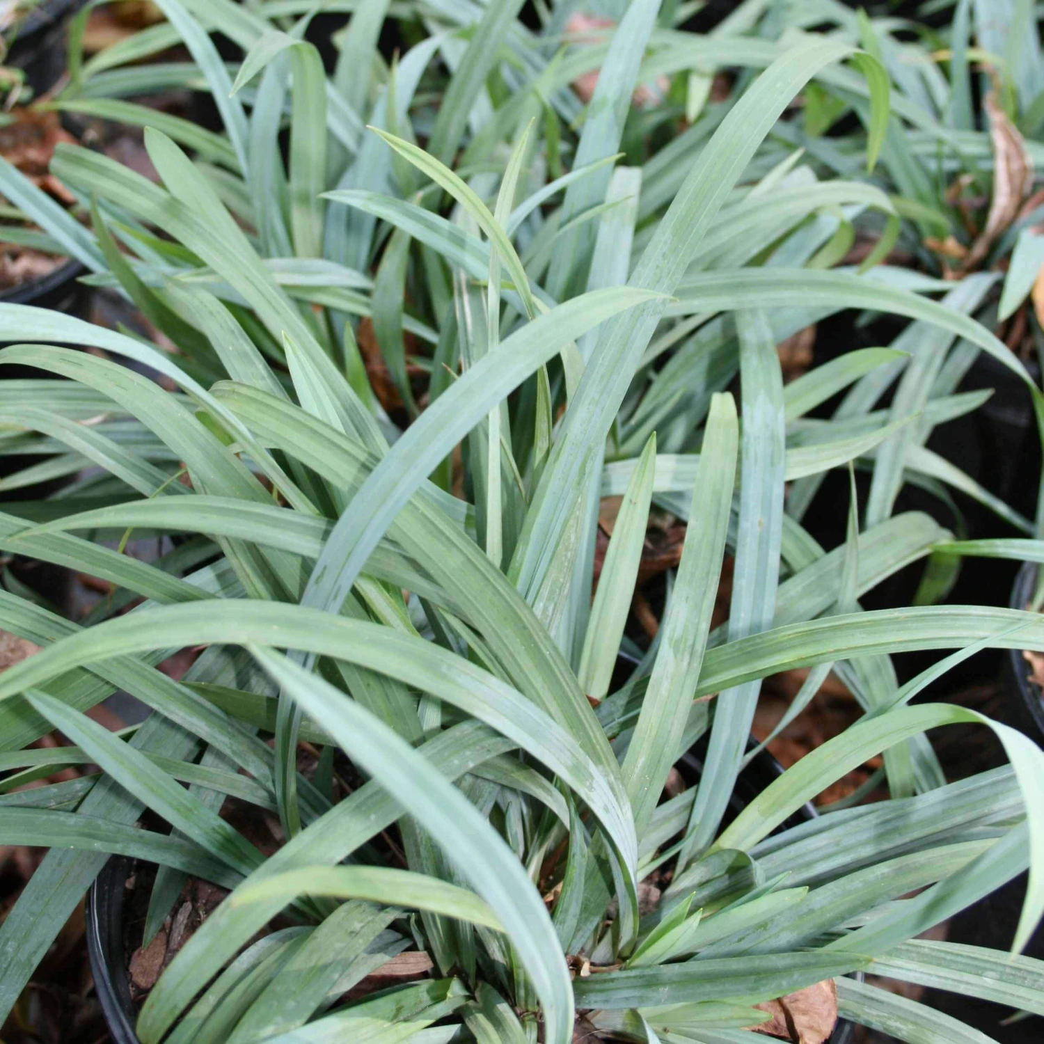 Carex 'Hobb' Bunny Blue Sedge 3 Carex 'Hobb' Bunny Blue Sedge
