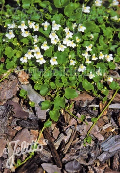 Cymbalaria 'Albiflora' Italian Toadflax 8 Cymbalaria 'Albiflora' Italian Toadflax -Rare Roots CYMBALARIA ALBIFLORA 1