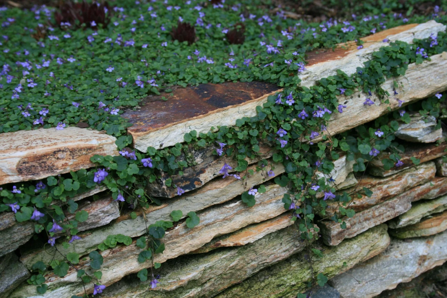 Cymbalaria Aequitriloba Mini Kenilworth Ivy 4 Cymbalaria Aequitriloba Mini Kenilworth Ivy - Image 2
