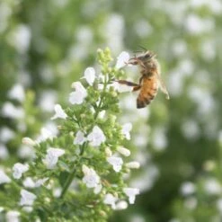 Calamintha Nepeta 'Montrose White' Calamint 7 Calamintha Nepeta 'Montrose White' Calamint -Rare Roots Calamintha Montrose White Honey Bee Calamint 1
