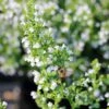 Calamintha Nepeta 'Montrose White' Calamint 2 Calamintha Nepeta 'Montrose White' Calamint -Rare Roots Calamintha Montrose White Honey Bee Calamint