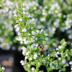 Calamintha Nepeta 'Montrose White' Calamint