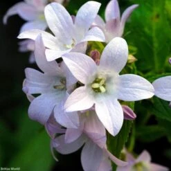 Campanula Lactiflora 'Loddon Anna' Bellflower