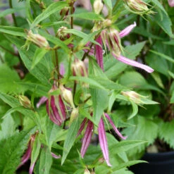 Campanula 'Pink Octopus' Bellflower