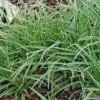 Carex 'Ice Dance' Sedge 1 Carex 'Ice Dance' Sedge -Rare Roots Carex Ice Dance Sedge