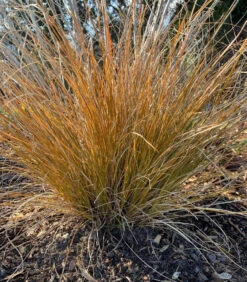 Carex Testacea 'Indian Summer' Sedge