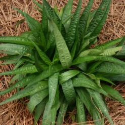 Carex Plantaginea Plantainleaf Sedge