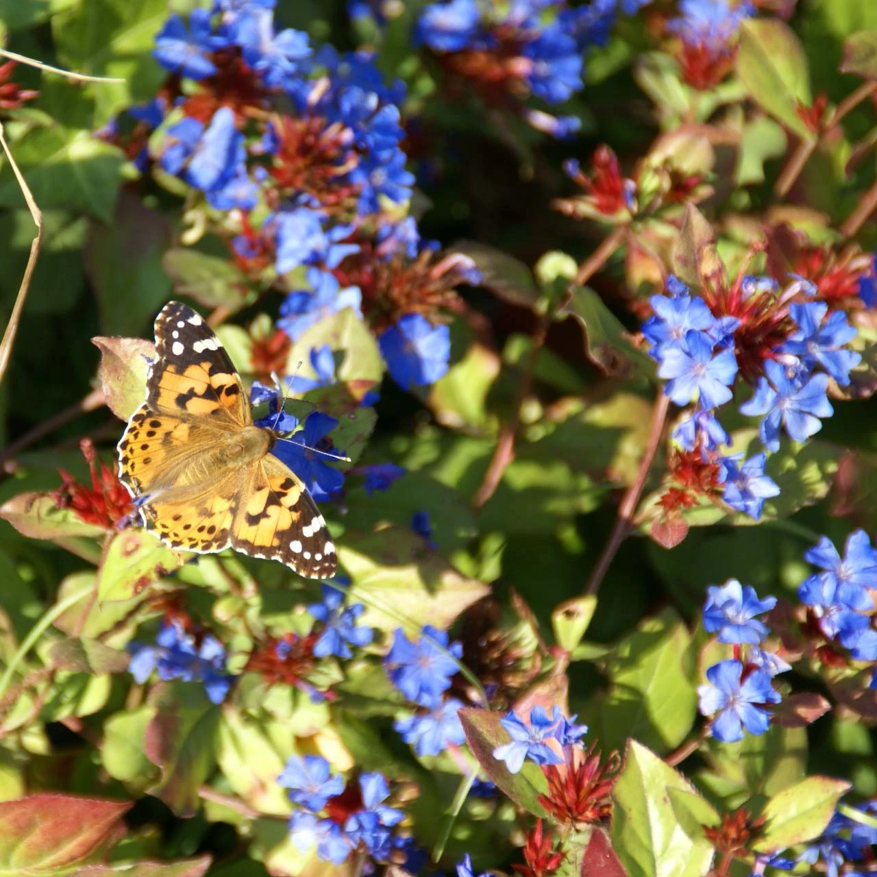 Ceratostigma Plumbaginoides Plumbago 5 Ceratostigma Plumbaginoides Plumbago - Image 3