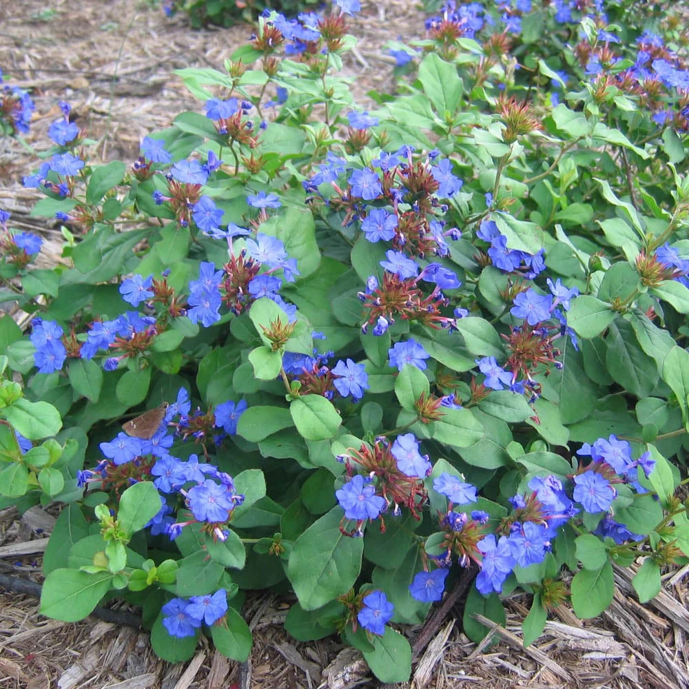Ceratostigma Plumbaginoides Plumbago 3 Ceratostigma Plumbaginoides Plumbago