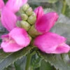 Chelone Lyonii 'Hot Lips' Turtlehead 1 Chelone Lyonii 'Hot Lips' Turtlehead -Rare Roots Chelone Hot Lips Turtlehead