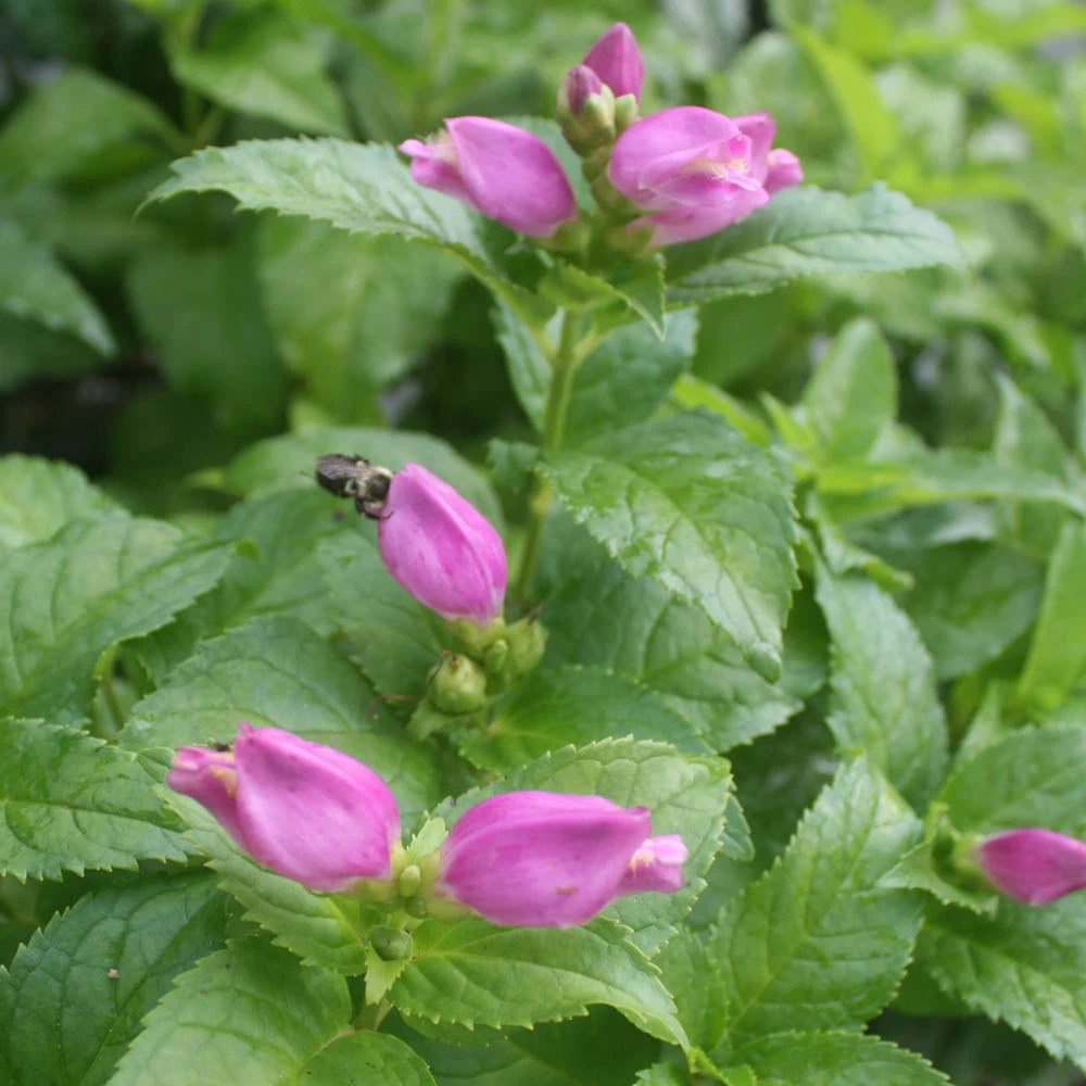 Chelone Lyonii 'Hot Lips' Turtlehead 4 Chelone Lyonii 'Hot Lips' Turtlehead - Image 2