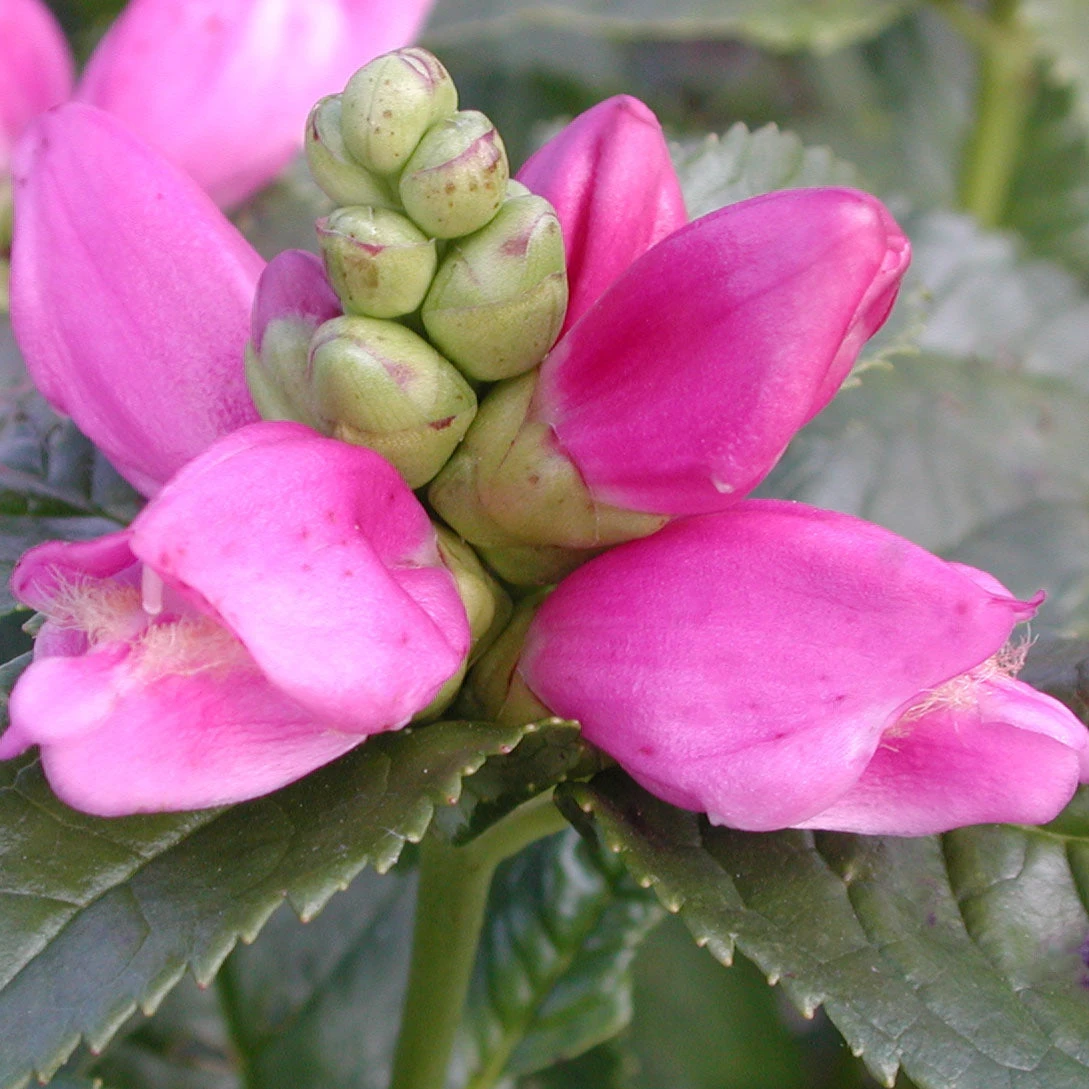 Chelone Lyonii 'Hot Lips' Turtlehead 3 Chelone Lyonii 'Hot Lips' Turtlehead