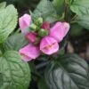 Chelone Obliqua 'Tiny Tortuga' Pink Turtlehead -Rare Roots Chelone Tiny Tortuga