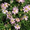 Coreopsis Rosea 'American Dream' Threadleaf Tickseed 2 Coreopsis Rosea 'American Dream' Threadleaf Tickseed -Rare Roots CoreopsisroseaAmericanDream