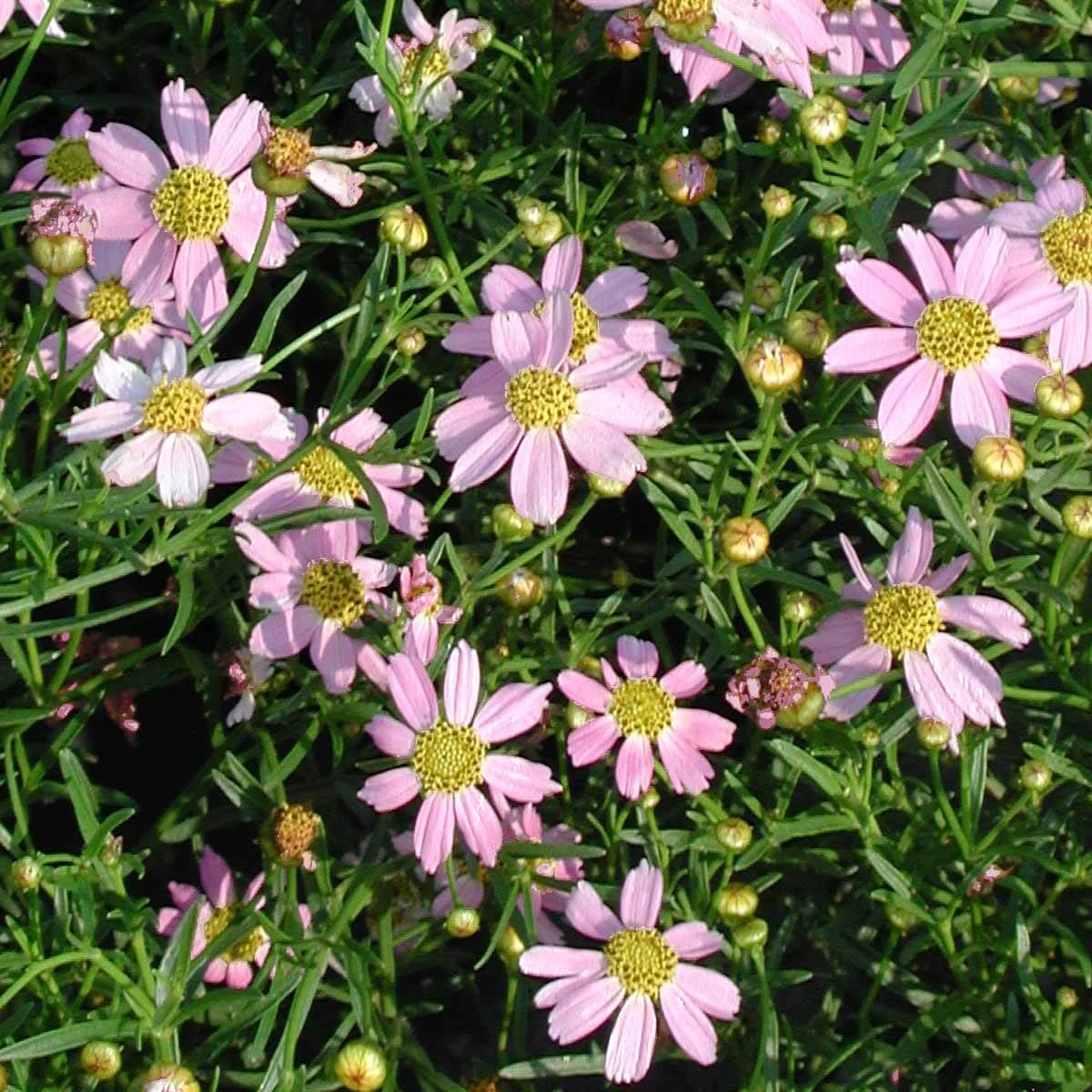 Coreopsis Rosea 'American Dream' Threadleaf Tickseed 3 Coreopsis Rosea 'American Dream' Threadleaf Tickseed