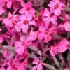 Phlox Subulata 'Scarlet Flame' Creeping Phlox 2 Phlox Subulata 'Scarlet Flame' Creeping Phlox -Rare Roots Creeping Phlox subulata Scarlet Flame