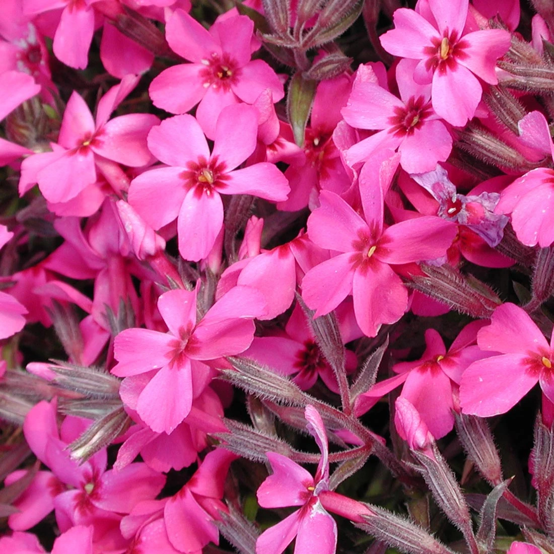 Phlox Subulata 'Scarlet Flame' Creeping Phlox 3 Phlox Subulata 'Scarlet Flame' Creeping Phlox