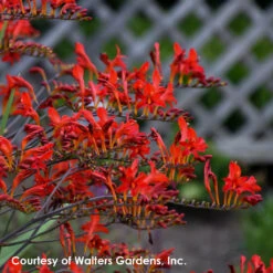 Crocosmia 'Lucifer' Montbretia -Rare Roots Crocosmia Lucifer 0002 high res 3d34cce5 0ad2 4939 af9e 79decb0edbe4