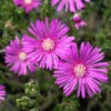 Delosperma Cooperi Ice Plant -Rare Roots DLS cooperi EZ