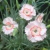 Dianthus 'Georgia Peach Pie' Pinks 2 Dianthus 'Georgia Peach Pie' Pinks -Rare Roots DNT GeogiaPeachPie EZ