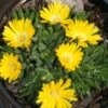 Delosperma 'Gold Nugget' Ice Plant -Rare Roots Delosperma Gold Nugget Ice Plant