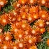 Delosperma 'Orange Vibe' Orange Sunset™ Ice Plant -Rare Roots Delosperma Orange vibe sunset ice plant