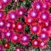 Delosperma 'Razzle Dazzle' Kaleidoscope™ Ice Plant 2 Delosperma 'Razzle Dazzle' Kaleidoscope™ Ice Plant -Rare Roots Delosperma Razzle Dazzle Ocean sunset ice plant