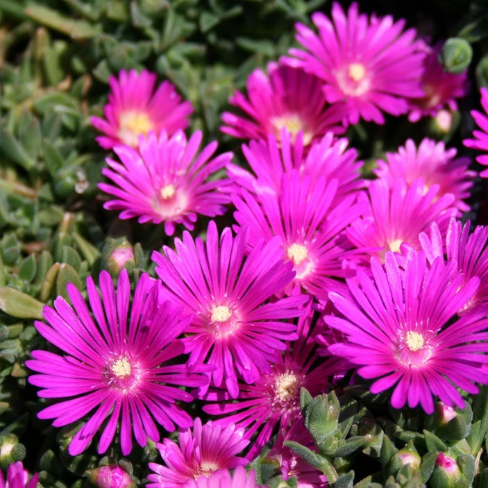 Delosperma 'Tiffindell Magenta' Ice Plant 3 Delosperma 'Tiffindell Magenta' Ice Plant