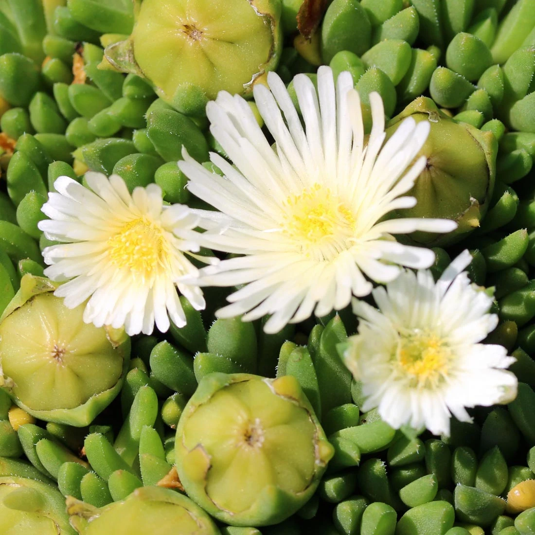 Delosperma Congestum F. Album 'White Nugget' Ice Plant 4 Delosperma Congestum F. Album 'White Nugget' Ice Plant - Image 2