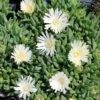 Delosperma Congestum F. Album 'White Nugget' Ice Plant -Rare Roots Delosperma White Nugget Ice Plant 2