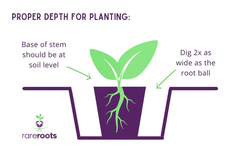 Rare Roots -Rare Roots Depth for Planting Perennials