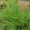 Deschampsia Cespitosa Tufted Hair Grass -Rare Roots Deschampsia cespitosa EZ