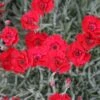 Dianthus 'Fire Star' Pinks 2 Dianthus 'Fire Star' Pinks -Rare Roots Dianthus Firestar
