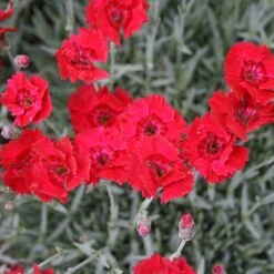 Dianthus 'Fire Star' Pinks
