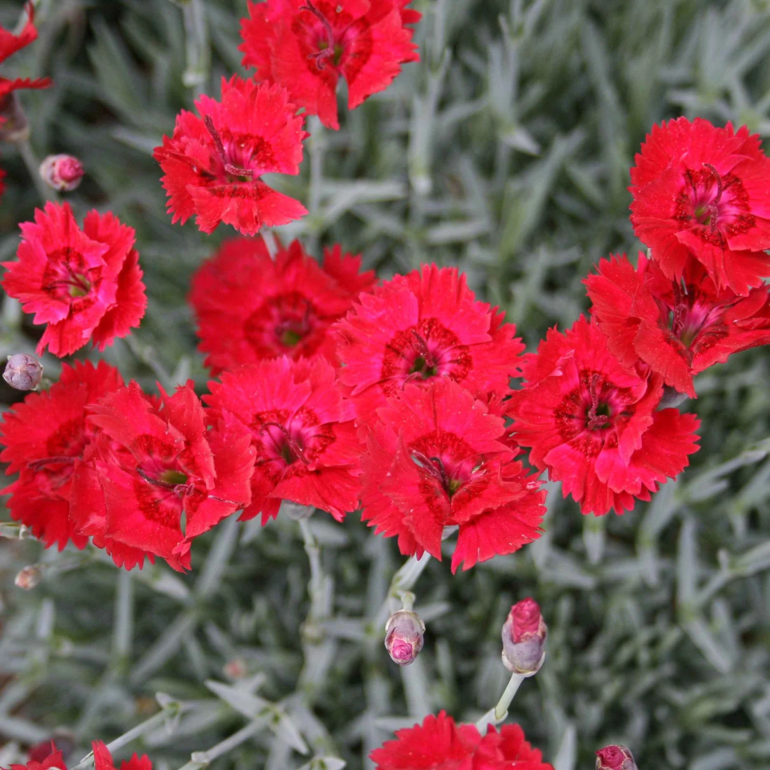 Dianthus 'Fire Star' Pinks 3 Dianthus 'Fire Star' Pinks